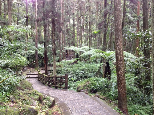 溪頭國家森林公園