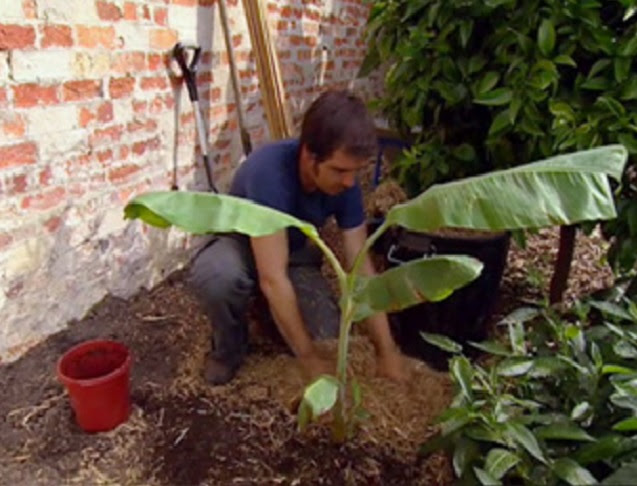 Cara Menanam Pohon Pisang Agar Cepat Berbuah