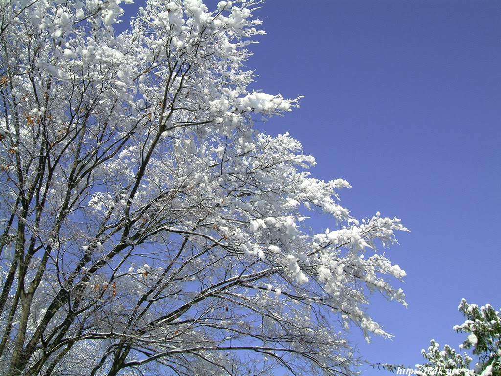 枯木に積もった雪 風景写真無料壁紙
