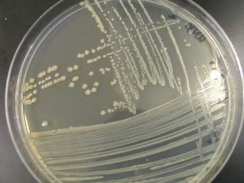 Streak for Isolation- K. pneumonia