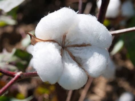 There are no added sugars, preservatives or . Organic Cotton- Benefits, Uses & Production | Organic Facts