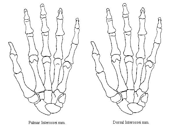 Download Mobile/anatomical Hand Coloring Pages
