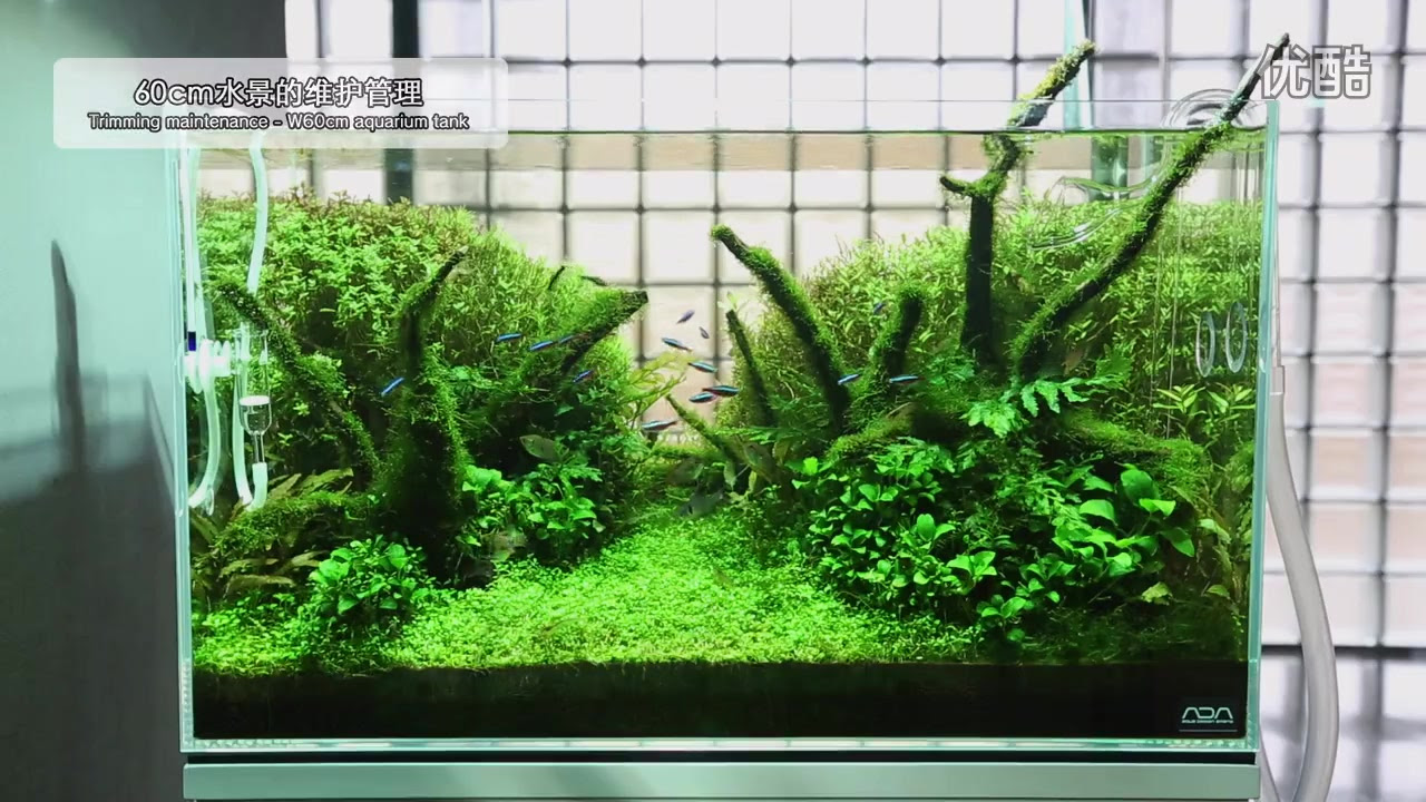 Ada 60cm水景的维护管理 哔哩哔哩 つロ干杯 Bilibili