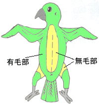インコの器官と疾病