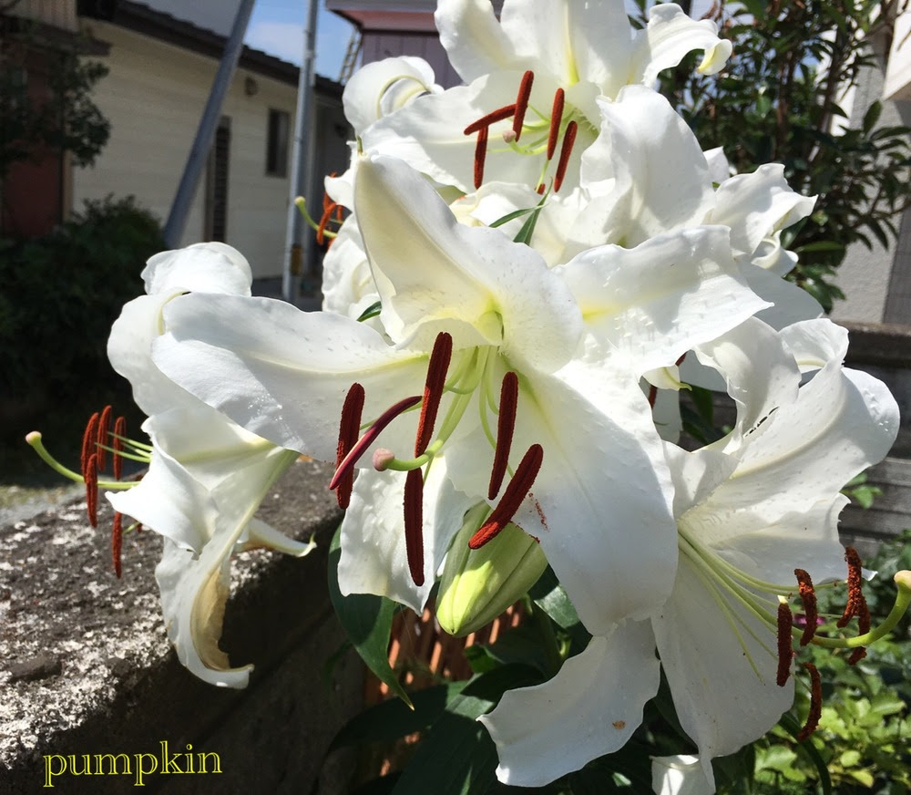 カサブランカの葯を取る ガーデニングビギナーが始めるゆる い庭ライフ