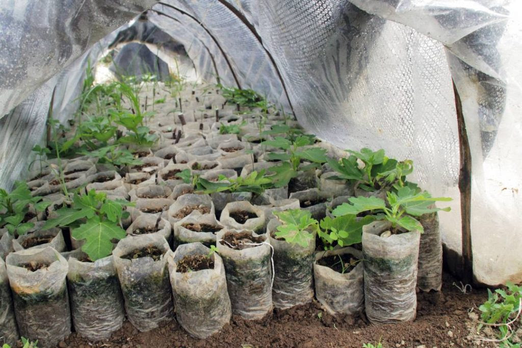 Perkebunan Buah Tin di Ciwidey - Kelana Nusantara