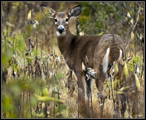 Deer In Field