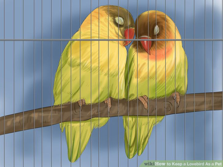 Keep a Lovebird As a Pet Step 11.jpg