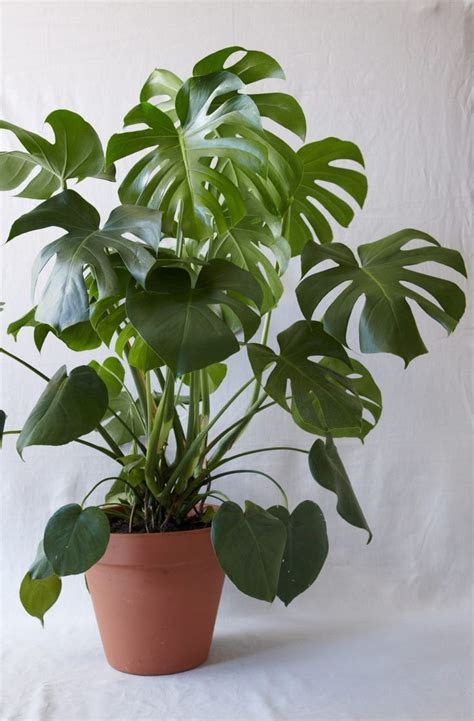 Find the best garden tools here. Pin on Our Top Houseplant Picks