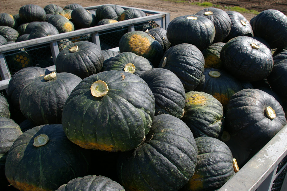 かぼちゃ 農産品紹介 株式会社大地のｍｅｇｕｍｉ