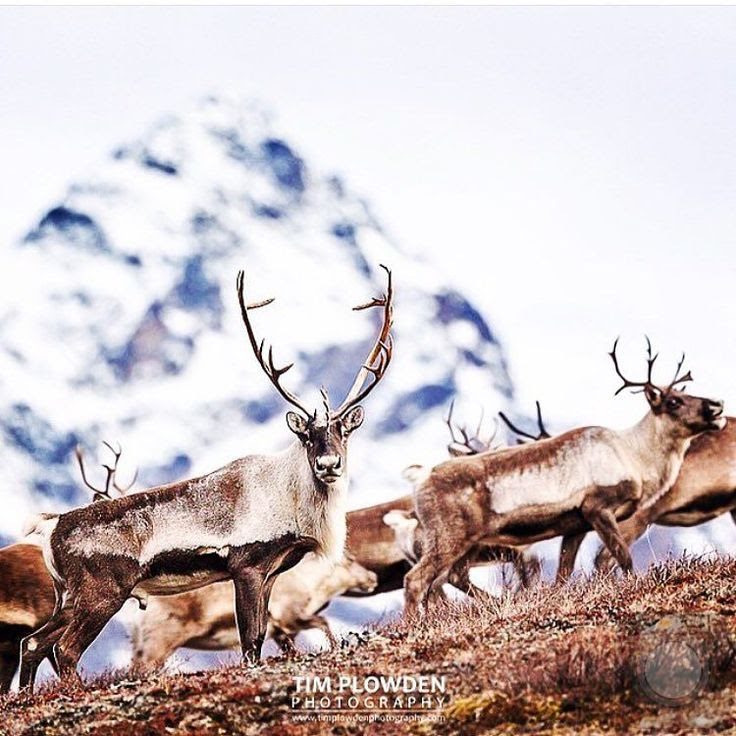 2/3 Stalking #caribou What's not to like about watching caribou backdropped by...