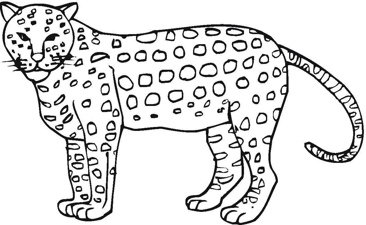 Cheetah Drawing Kids at GetDrawings | Free download