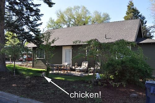 Theres a chicken in our yard!
