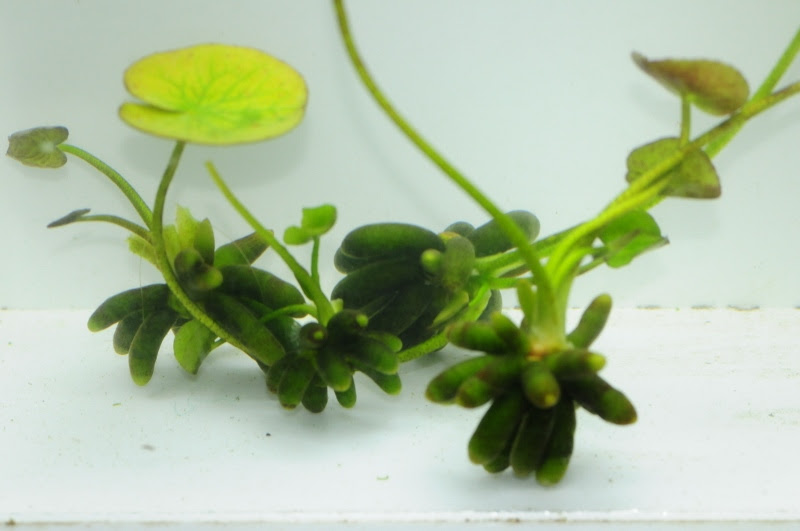 バナナプラントの収穫 販売 L メダカ屋 猫飯 ねこまんま 稻田魚 Oryzias Killifish