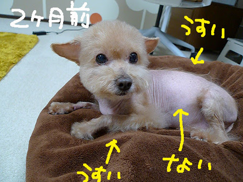 Twitterで見つけた ある日 クッシング症候群 を発症 でも元気いっぱい 注目されるの大好き おちゃめなトイプードルをご紹介 犬の総合情報サイト ペットスマイルニュースforワンちゃん