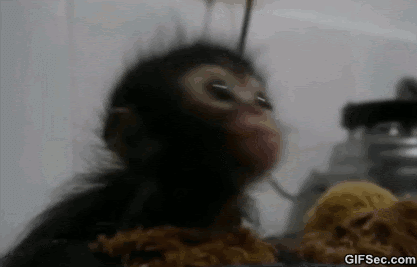 Baby Monkey Eating Gifs