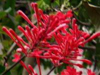 赤い花 色による花の一覧 植物 小さな園芸館