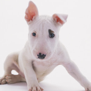 ワン ニャン図鑑 犬