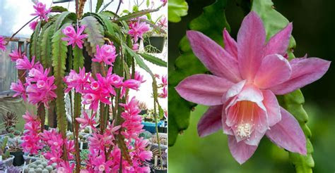 If you buy from a link, we may earn a co. Disocactus phyllanthoides (German Empress) | World of