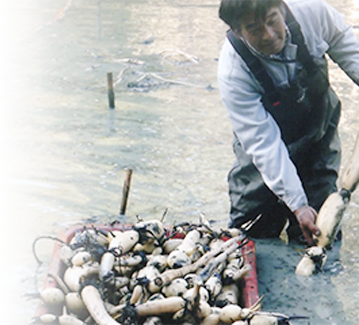 鴨川サラダれんこんについて 鴨川サラダれんこん