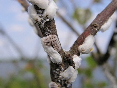 梅の木の害虫カイガラムシの駆除の方法は 庭木の剪定の仕方１００楽しくなる庭木の手入れまるわかり