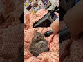 Purr-fectly Hilarious: Sleeping Cat with Funny Voice! 🐾😹