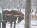 Mon film victoria sous la neige (2)