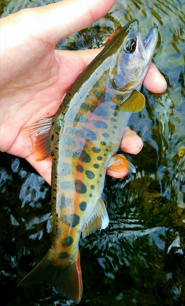 エゾ松沢川 釣り 気胸研究所