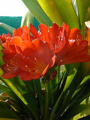 clivia.jpg
