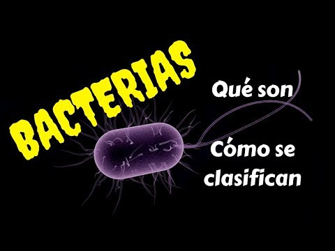Ciencias Naturales:  Las bacterias