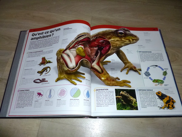 A La Découverte Des Animaux Liyahfr Livre Enfant