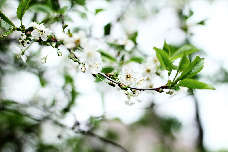 blommorutee 025 copy