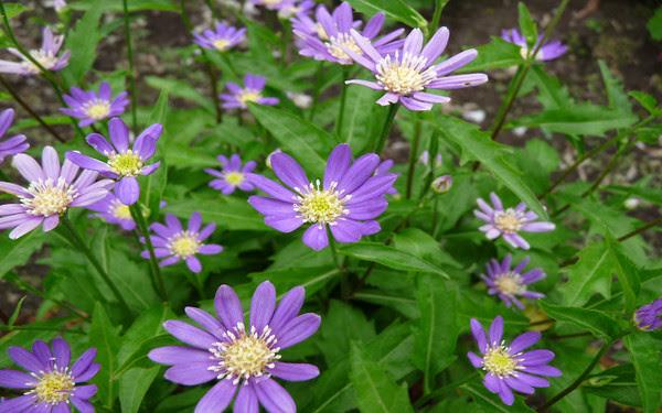 紫の花 続 歌まろ花日記