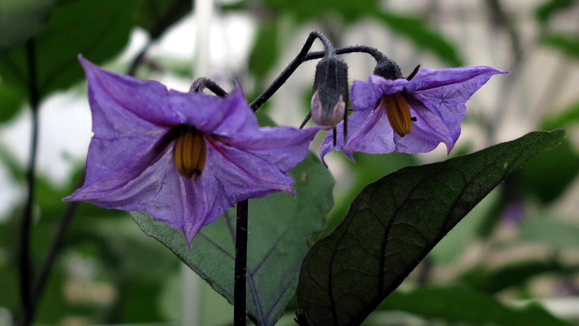 晩夏の花7 下天の内
