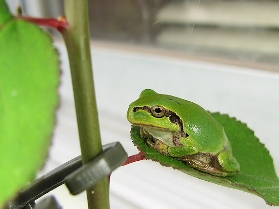 嗜好のあるカエル ぁぃの飼育ブログ