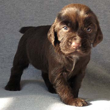 Kendian Kennels Gabby & Burke Puppies Week 3