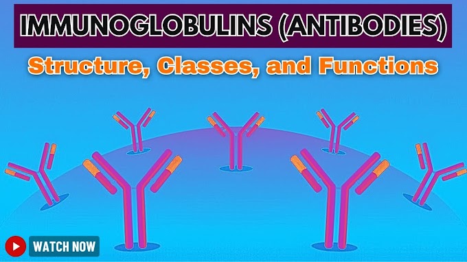 Immunoglobulins (Antibodies): Structure, Types, and Functions | Immunology Lecture