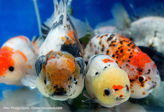 第4回 輸入金魚 金魚のイロハ 熱帯魚のことなら みずものコム