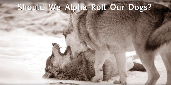 Should We Alpha Roll Our Dogs? | Unleashed Unlimited