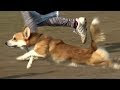 √ 犬 チャンピオン 661881-犬 チャンピオン