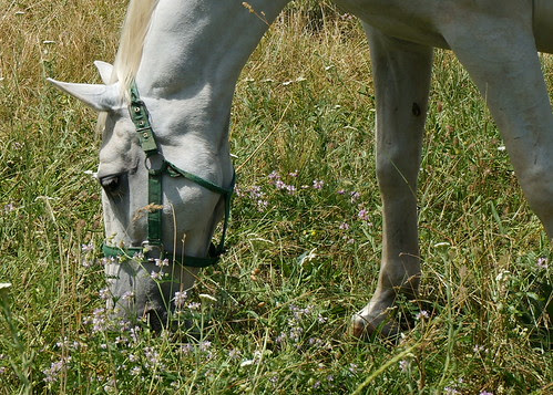 DSC02607 - Version 2