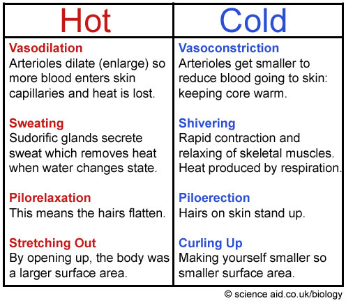 Homeostasis: Negative Feedback, Body Temperature, Blood Glucose