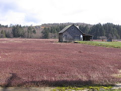 Cranberry fields forever