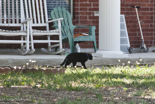 Wordless Wed 20120606