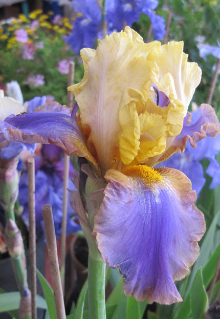 Iris