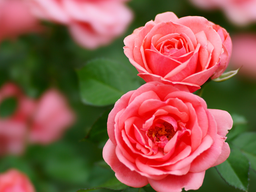 バラ 薔薇 ８ 無料写真素材ならフリー素材タウン