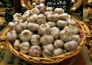 Garlic