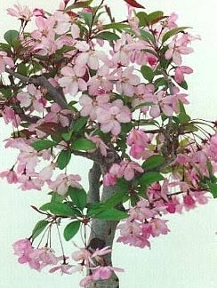 ４月５日の誕生花は カイドウ 366日 誕生花の辞典 誕生日の花言葉の図鑑