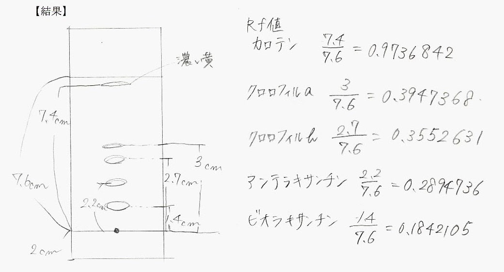 実験６ １ クロマトグラフィーによる光合成色素の分離