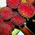 Red Spiky Fruit / ~ hướng dẫn cách lấy red spike coat trong blox fruits update 12?link game: